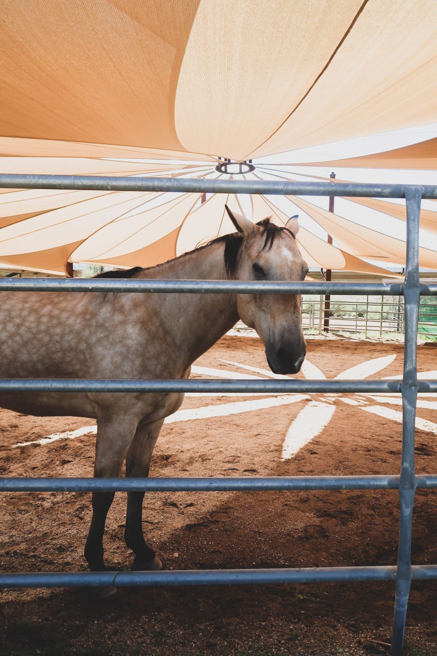 Miraval equine therapy