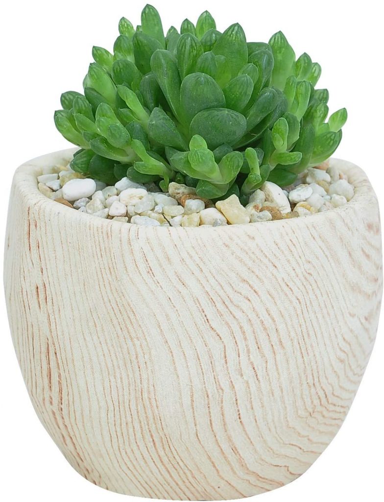 Teacher Gift Guide: LIVE SUCCULENT | Because plants make life (and classrooms) better.
