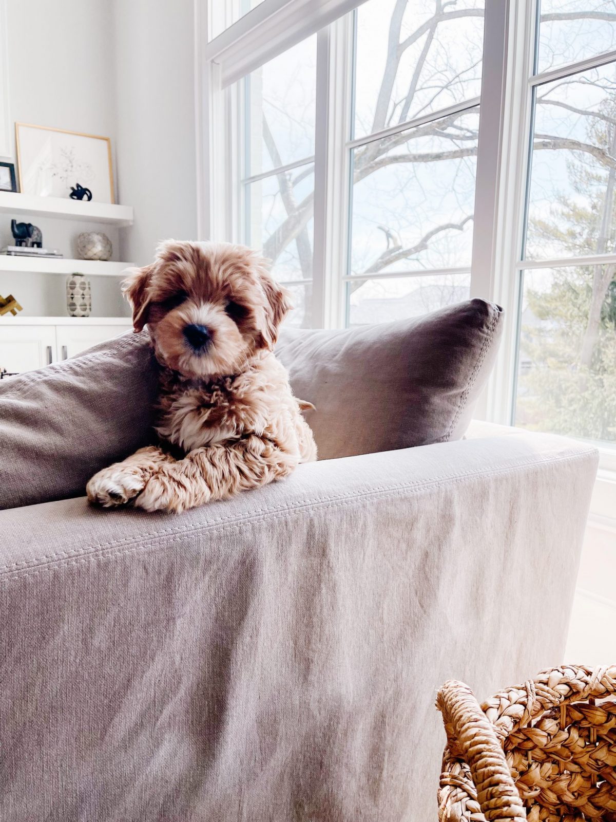 An Australian Labradoodle sitting on a chair in between pillows