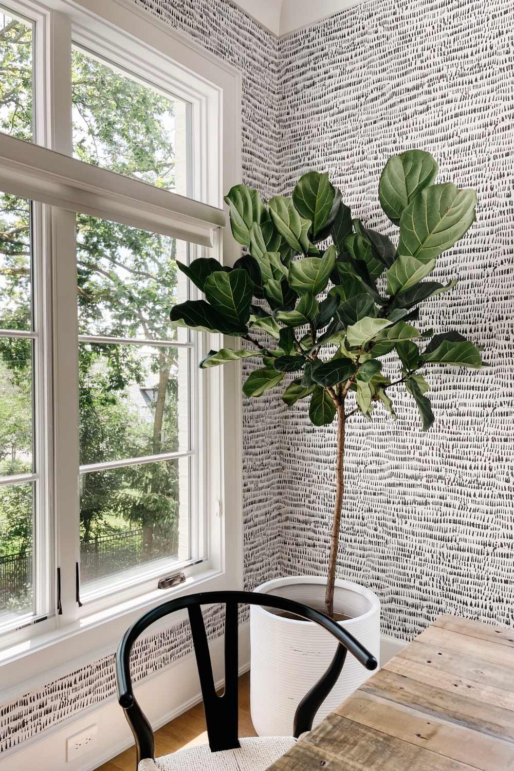 The fiddle leaf tree in the corner of the kitchen nook
